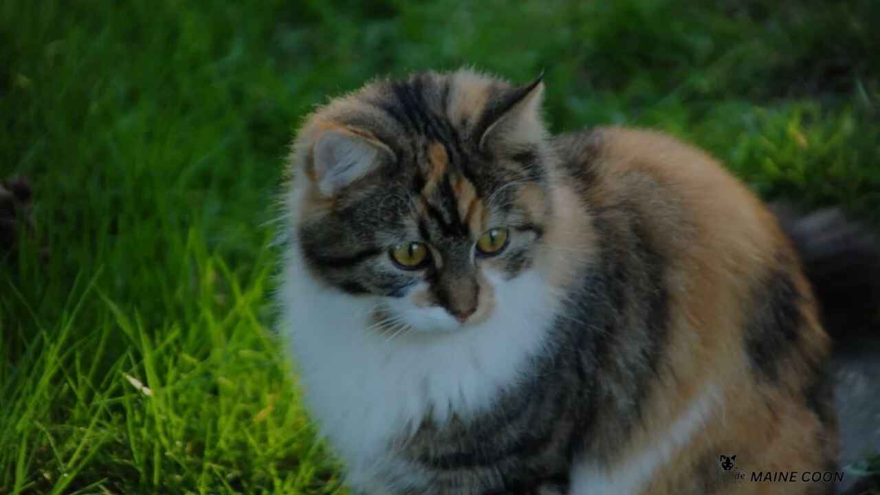 Why Most Calico Maine Coons Are Female