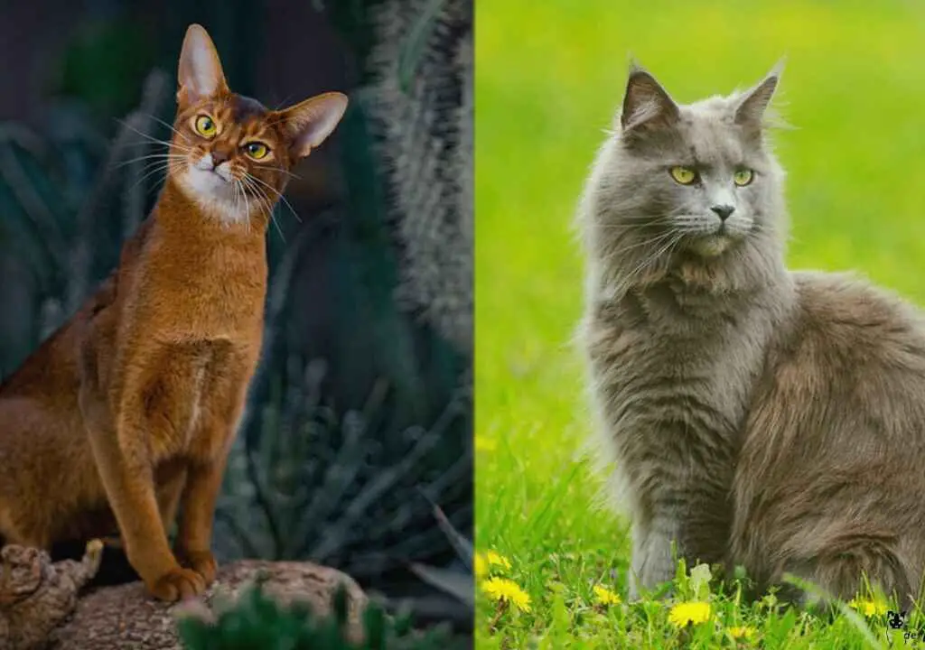 Abyssinian Maine Coon mix
