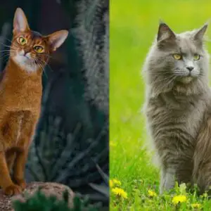 Abyssinian Maine Coon mix