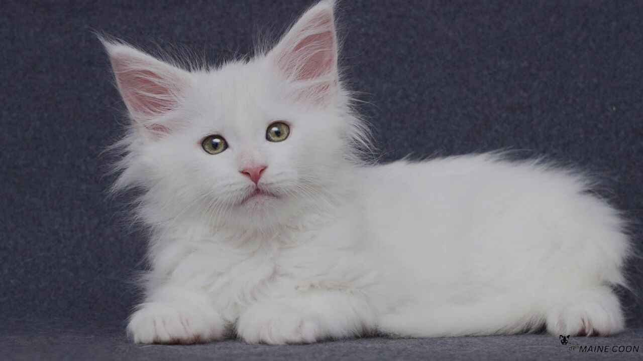 Appearance of White Maine Coon cats