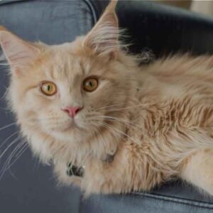 Female Maine Coon Names