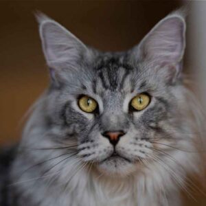 Maine Coon Cat Names