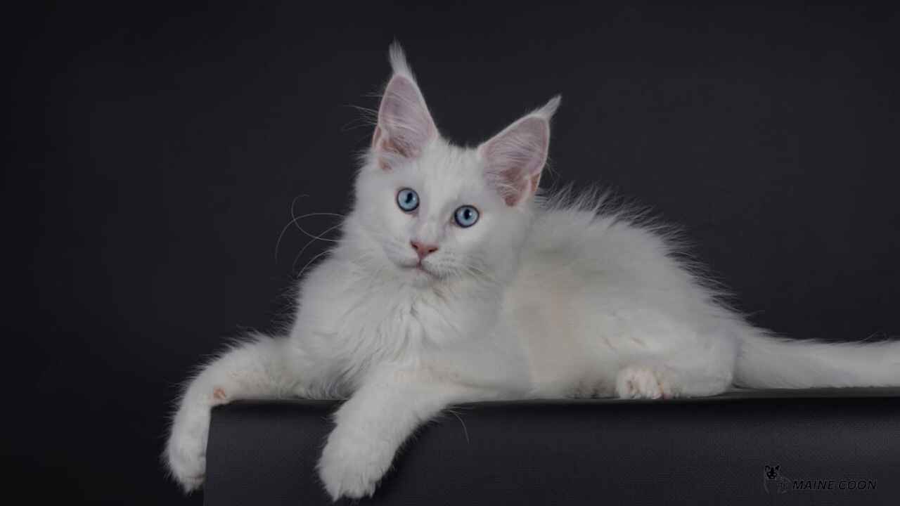 Maine Coon Cats with Blue Eyes