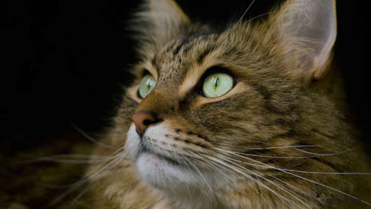 Maine Coon Cats with Green Eyes