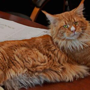 Red Maine Coon