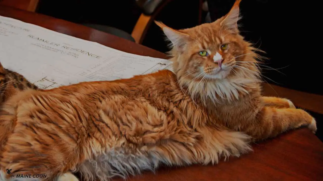 Red Maine Coon