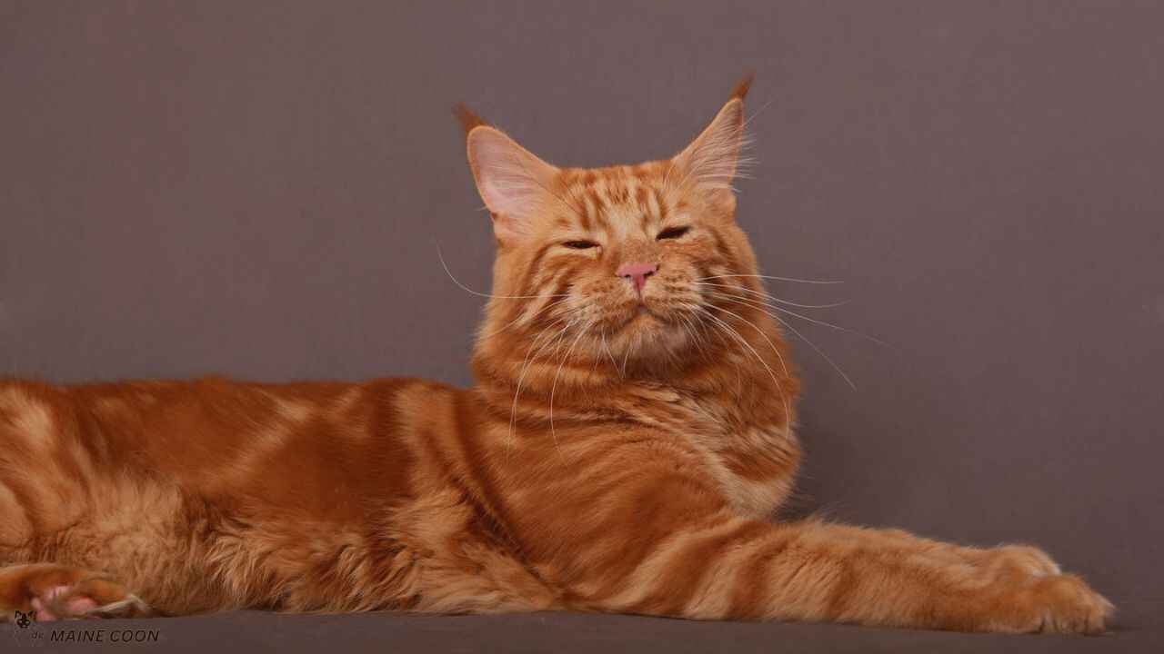 Size and Appearance of Red Maine Coon Cat