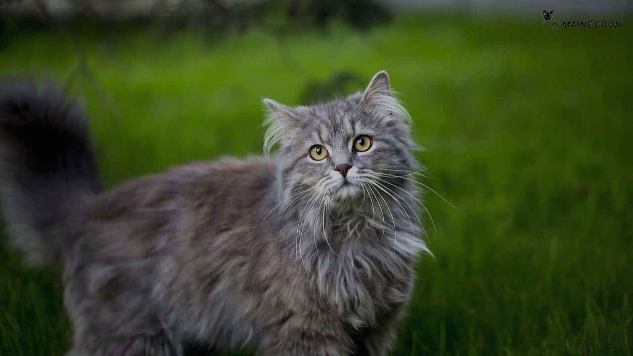 10 Fascinating Facts About Blue Maine Coon Cats