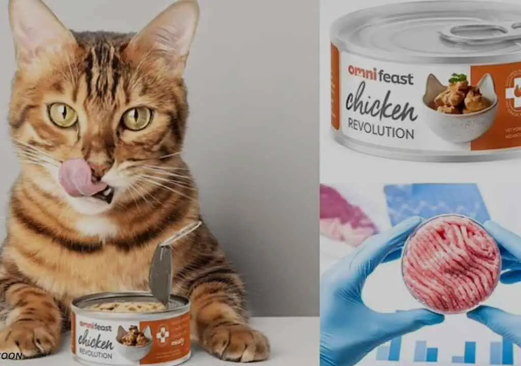 A UK-based Startup Has Developed a Cat Food Made with Lab-Grown Chicken