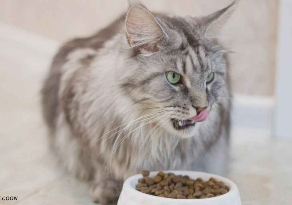 Best Cat Food for Maine Coon