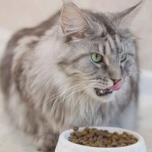 Best Cat Food for Maine Coon