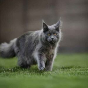 Blue Maine Coon