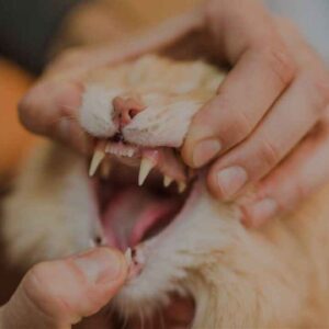 Maine Coon teeth