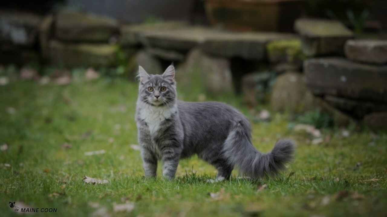 Spotting A Blue Maine Coon Cat