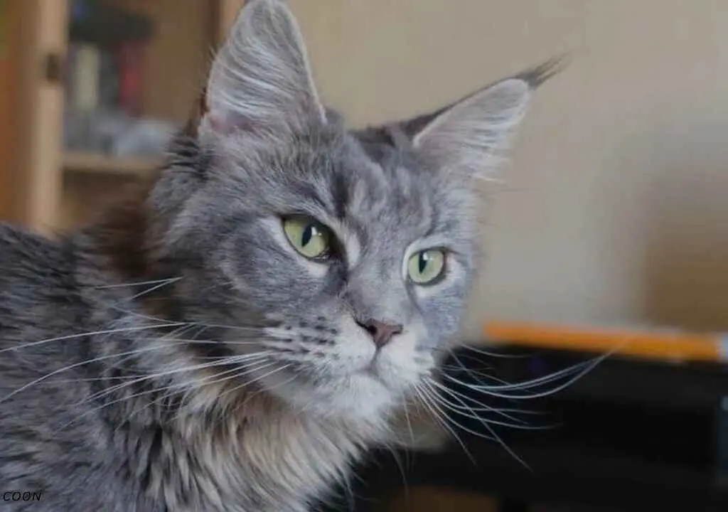Exploring Grey Maine Coon Cats Colors, Origins, and Charms