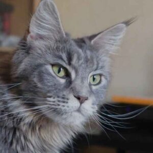 Exploring Grey Maine Coon Cats Colors, Origins, and Charms