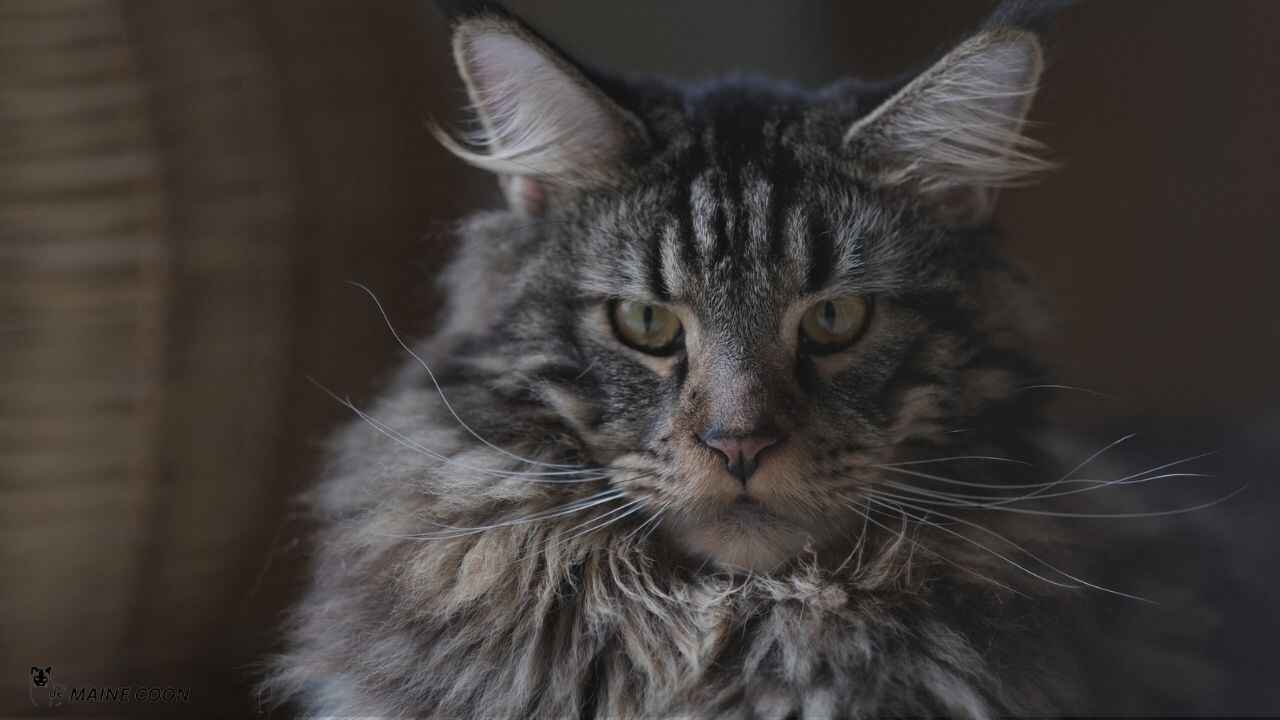 Price of Grey Maine Coon