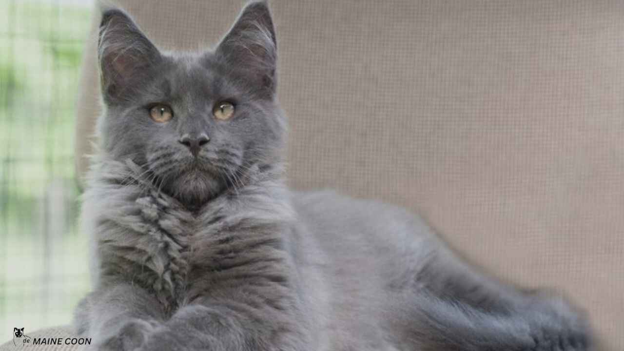 Why is a Grey Maine Coon Called a Blue Maine Coon