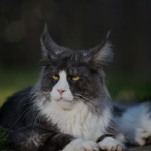 tuxedo maine coon